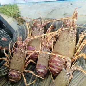 poisson-cherche-info-amine-zayati